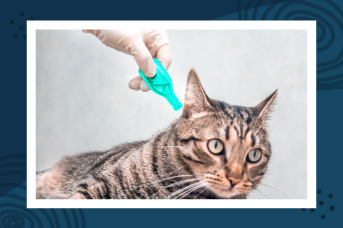 Cómo dar medicamentos a un gato (líquidos o sólidos): 6 trucos fáciles